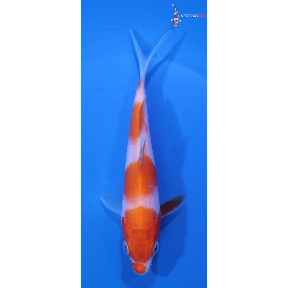 5” Imported Kohaku