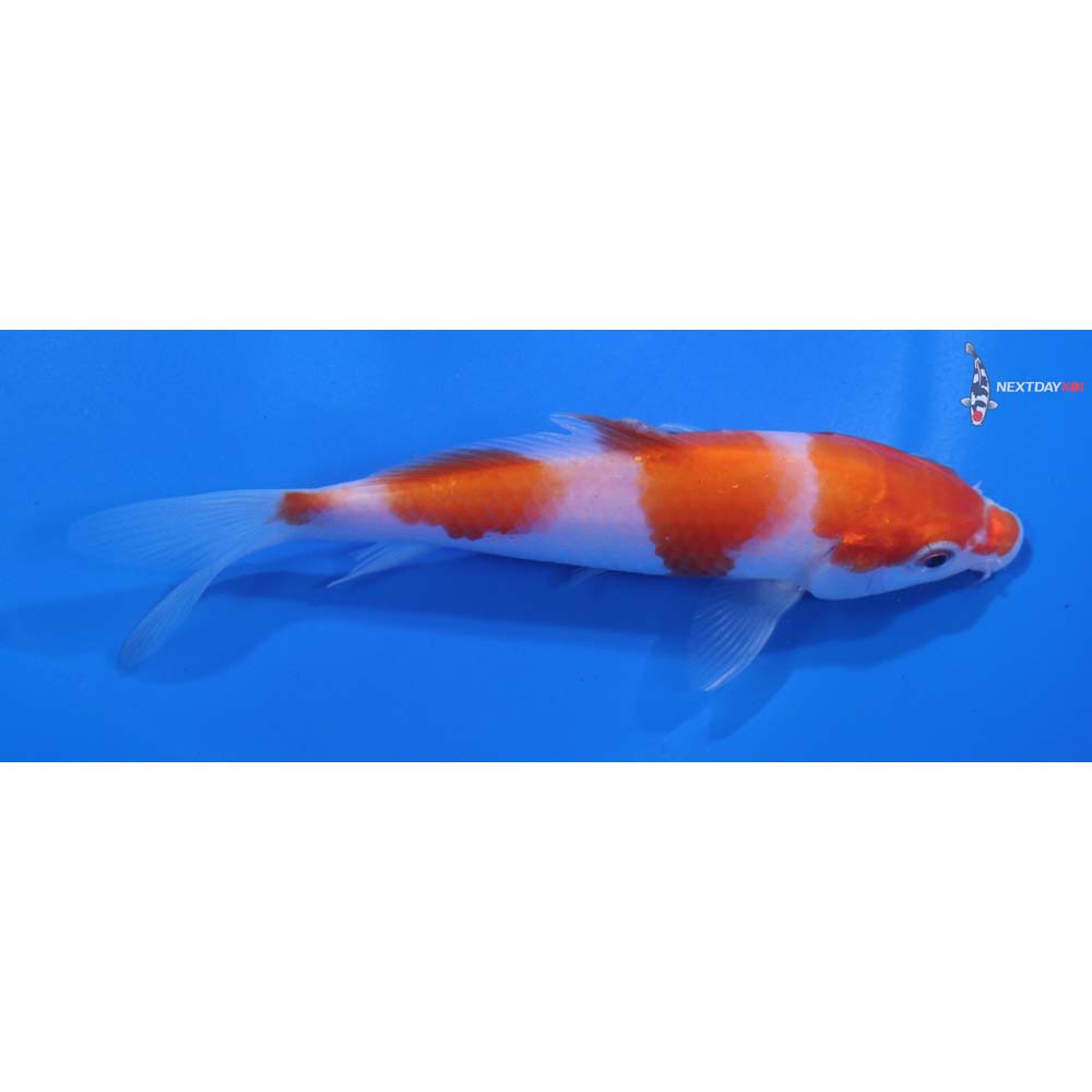 5” Imported Kohaku