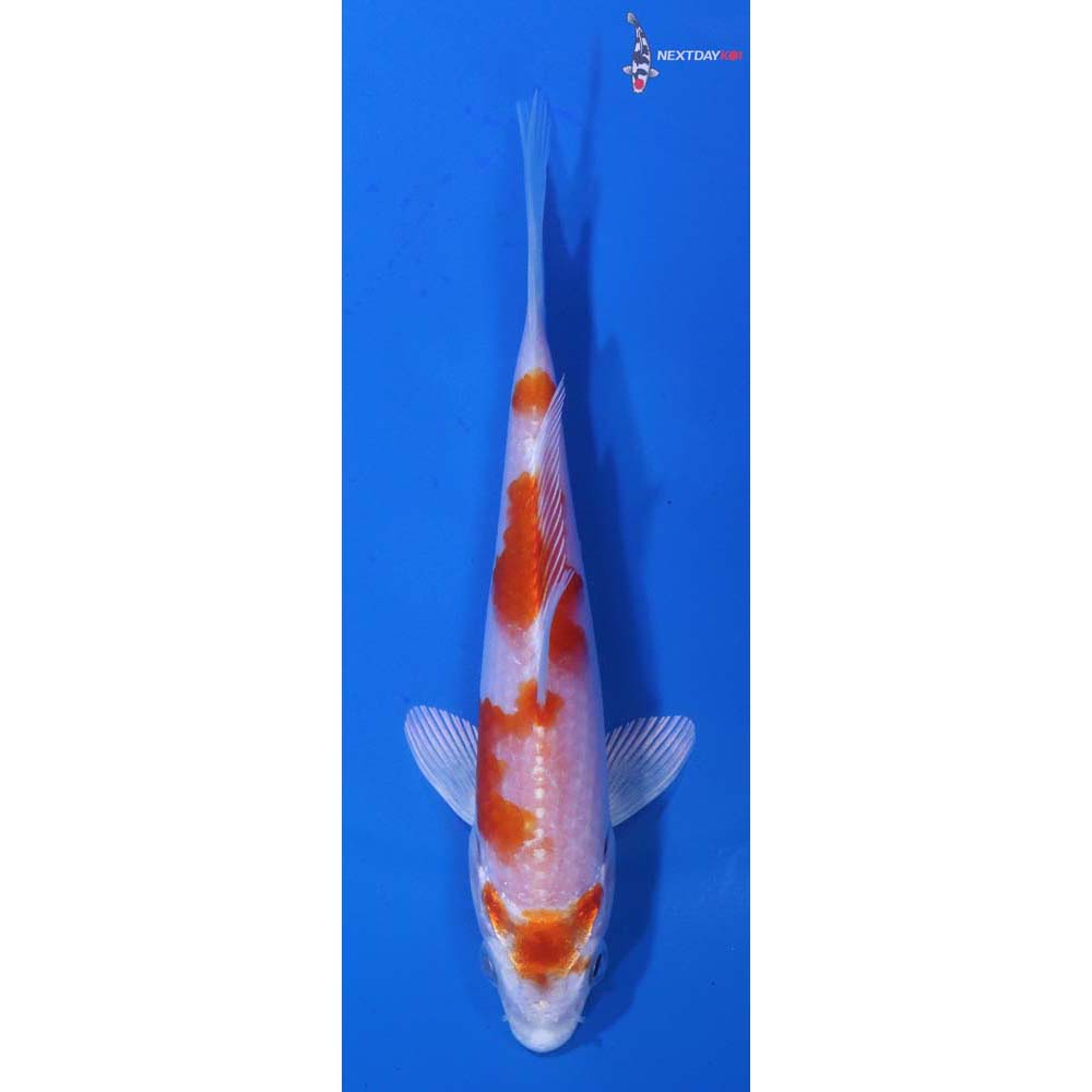 5” Imported Hariwake