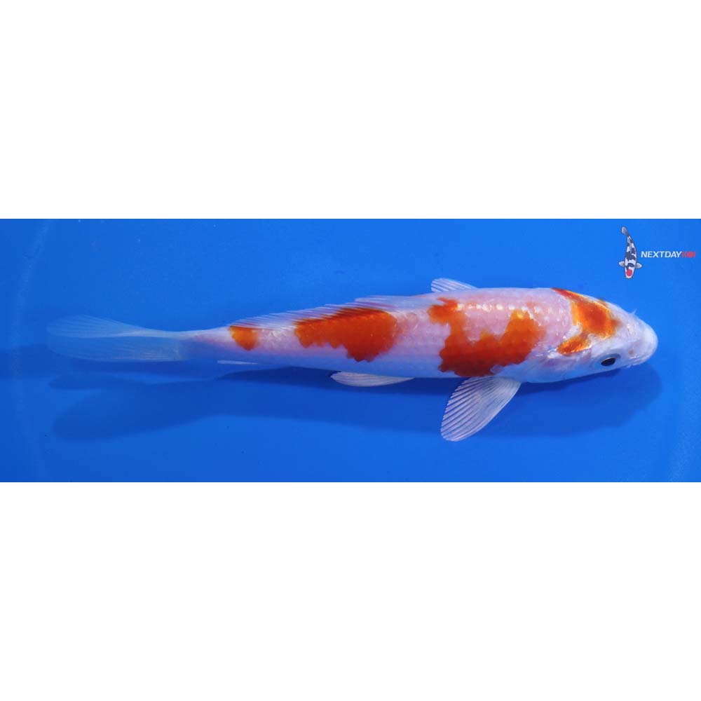 5” Imported Hariwake