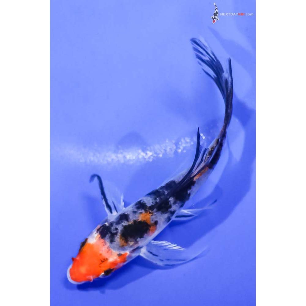 4.5” Imported Glass Fin Sanke Butterfly Koi