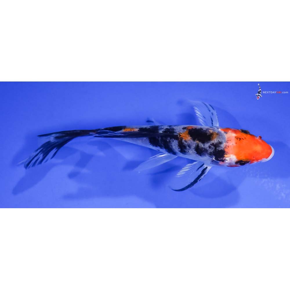 4.5” Imported Glass Fin Sanke Butterfly Koi