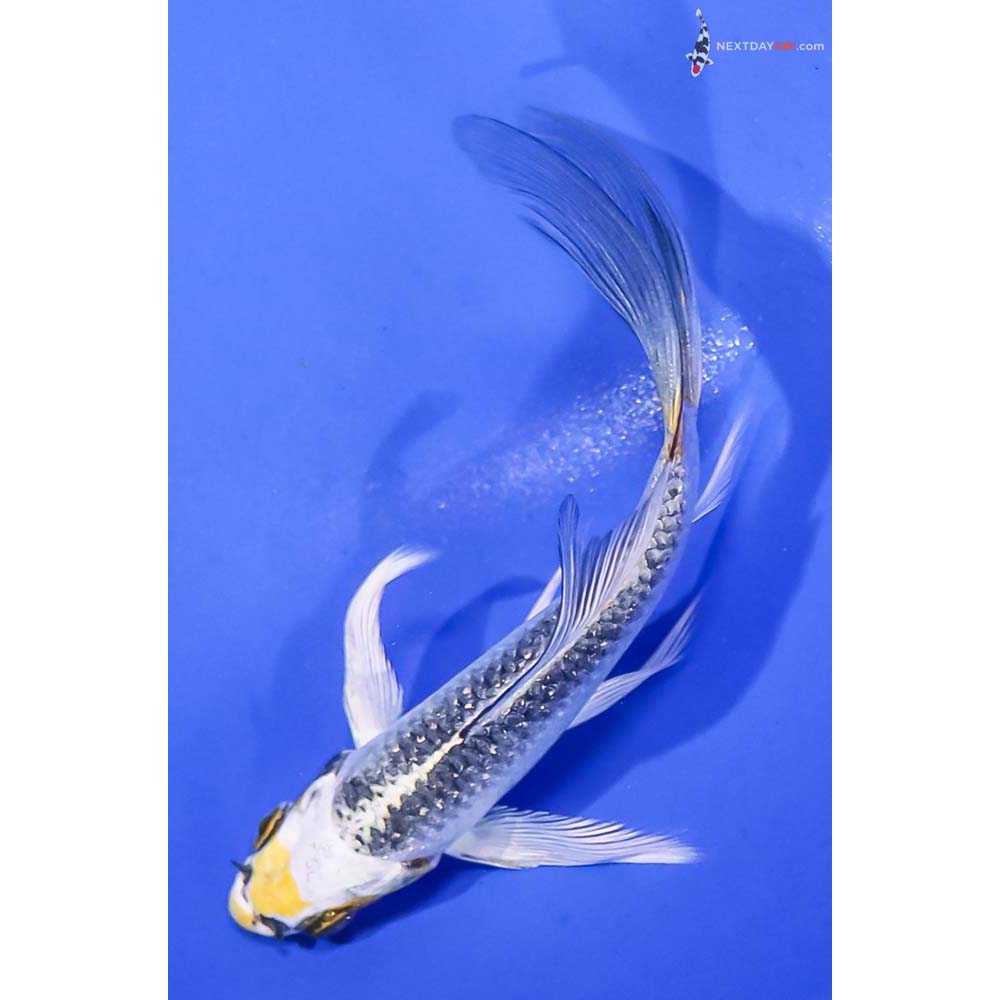 4.5” Imported Gin Rin Kujaku Butterfly Koi
