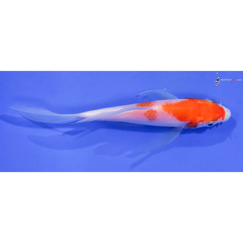 4.5” Imported Kohaku Butterfly Koi