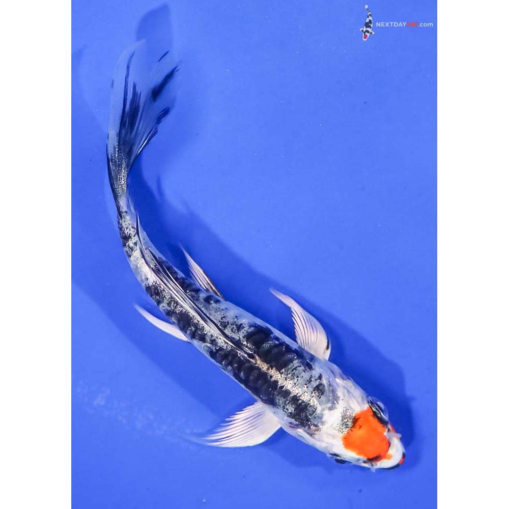 4.5” Imported Heisei Nishiki Butterfly Koi