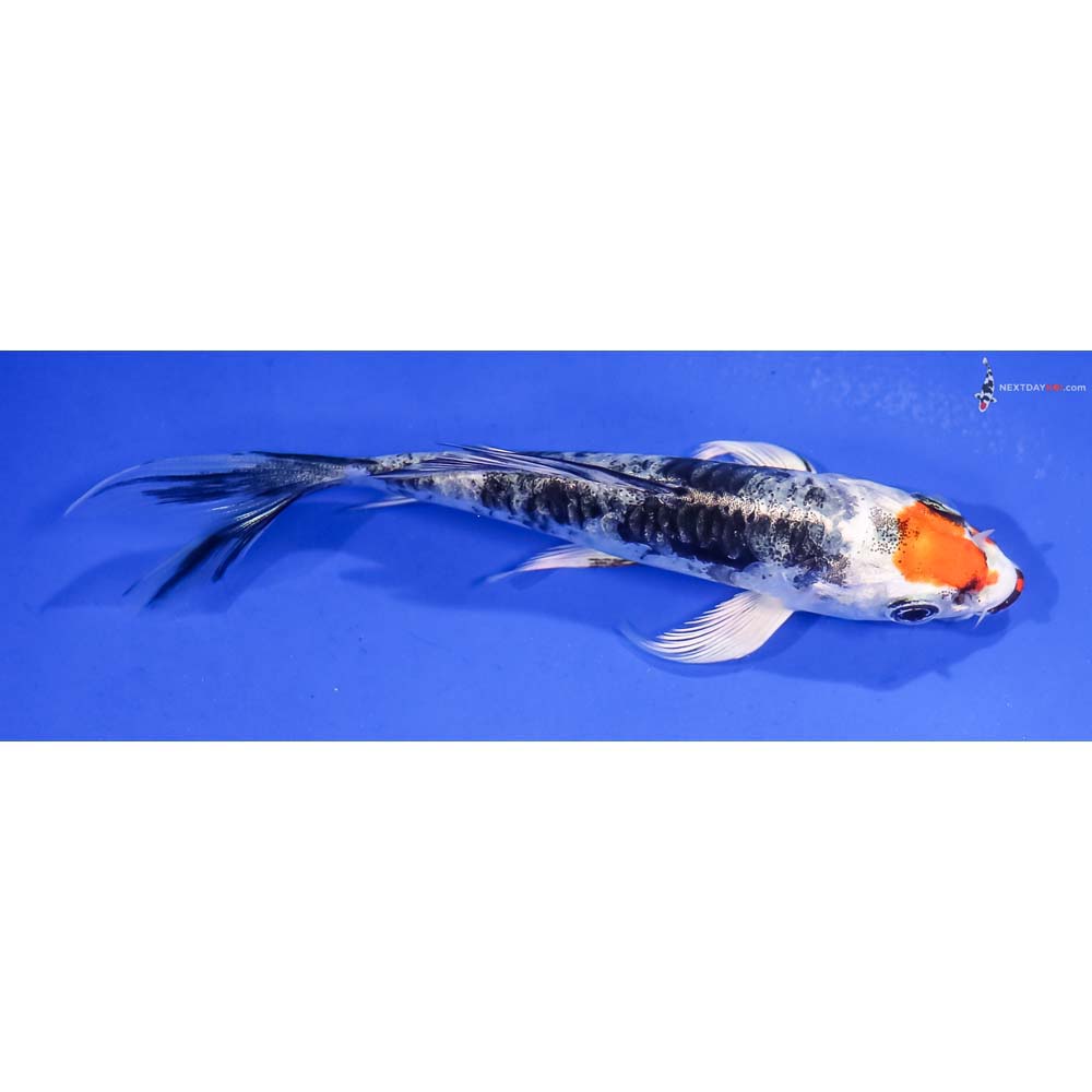 4.5” Imported Heisei Nishiki Butterfly Koi