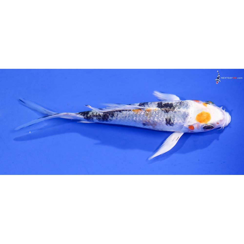 4” Imported Yamato Nishiki Butterfly Koi
