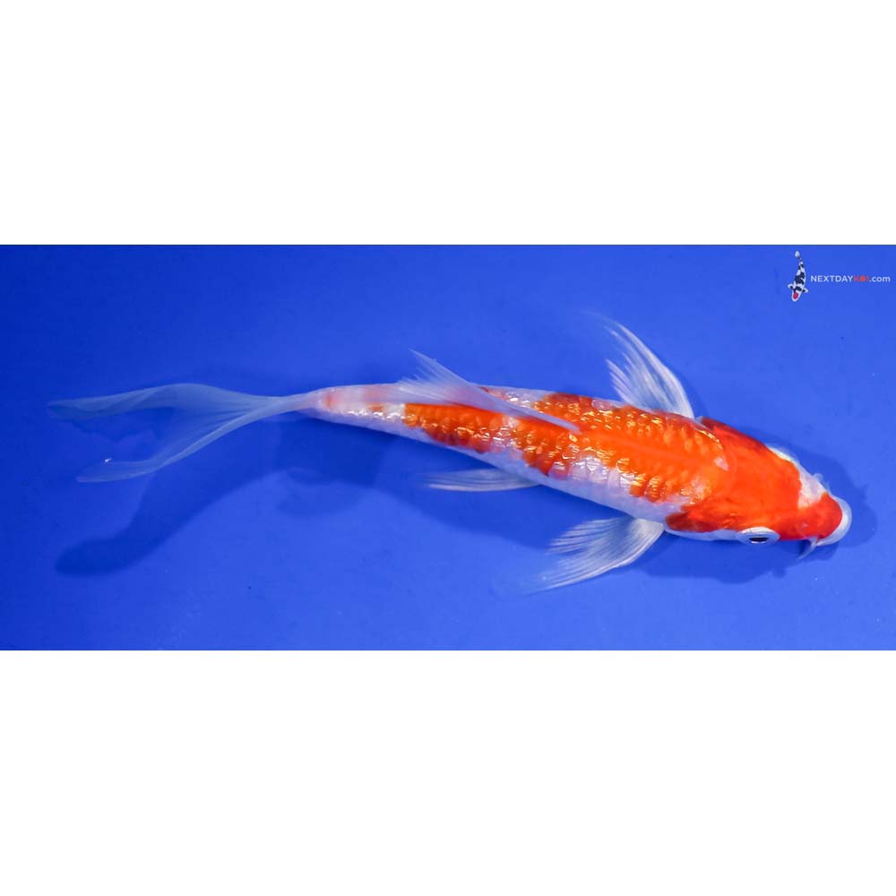 4.5” Imported Gin Rin Hariwake Butterfly Koi