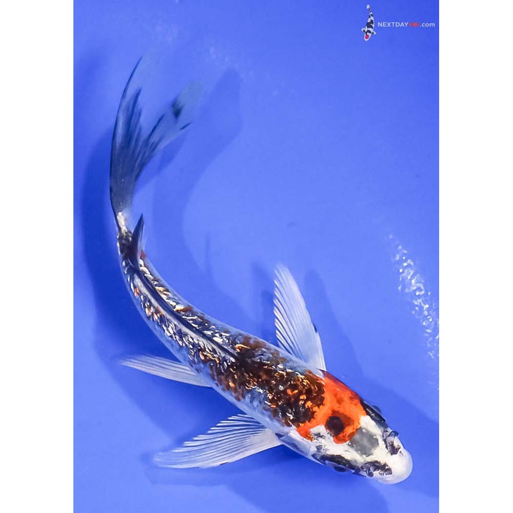 5” Imported Gin Rin Kujaku Butterfly Koi