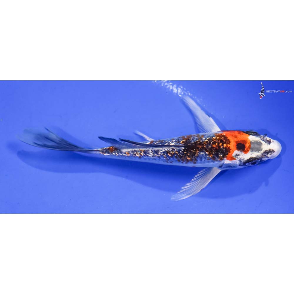5” Imported Gin Rin Kujaku Butterfly Koi