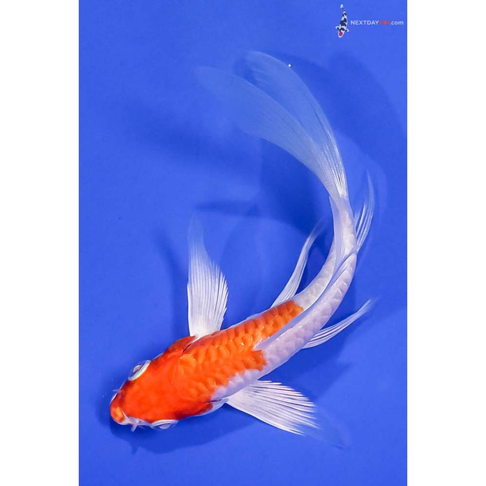5” Imported Armor Scaled Hariwake Butterfly Koi
