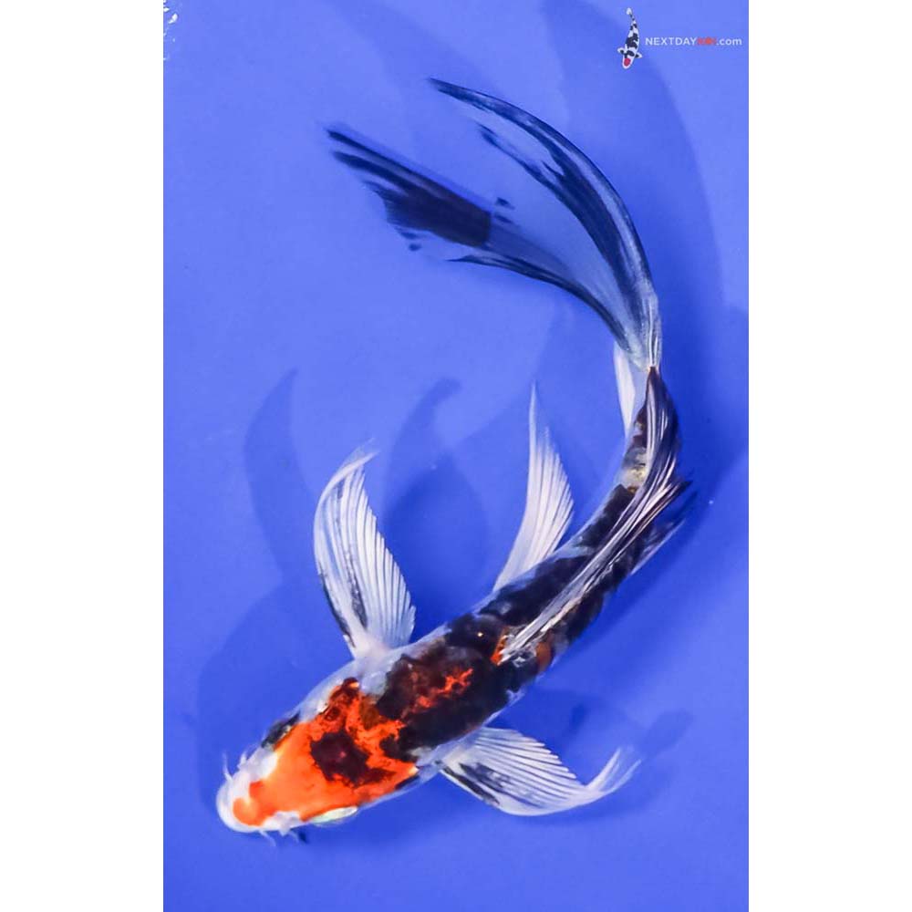 5” Imported Heisei Nishiki Butterfly Koi