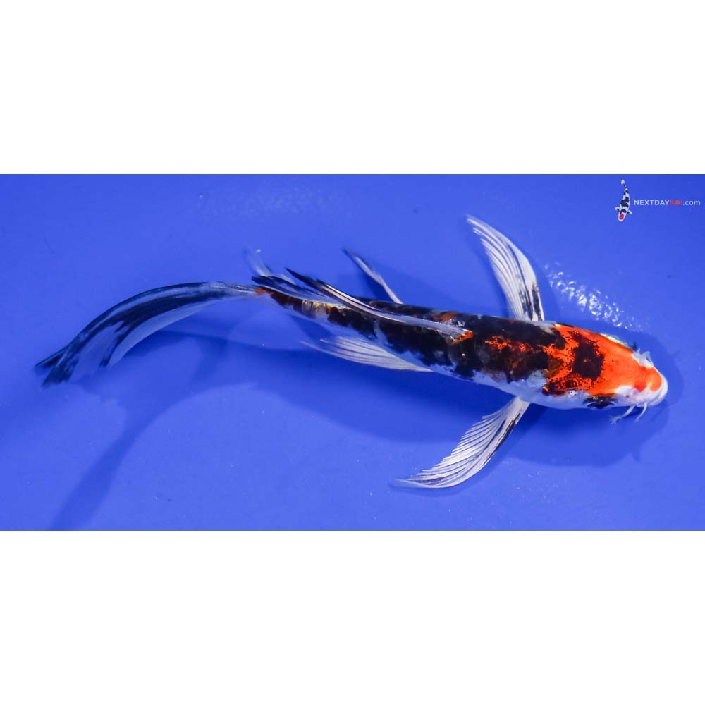 5” Imported Heisei Nishiki Butterfly Koi