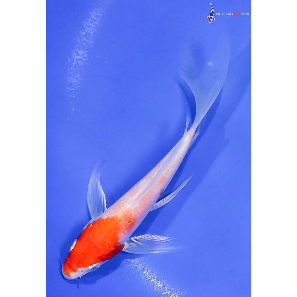5” Imported Hariwake Butterfly Koi