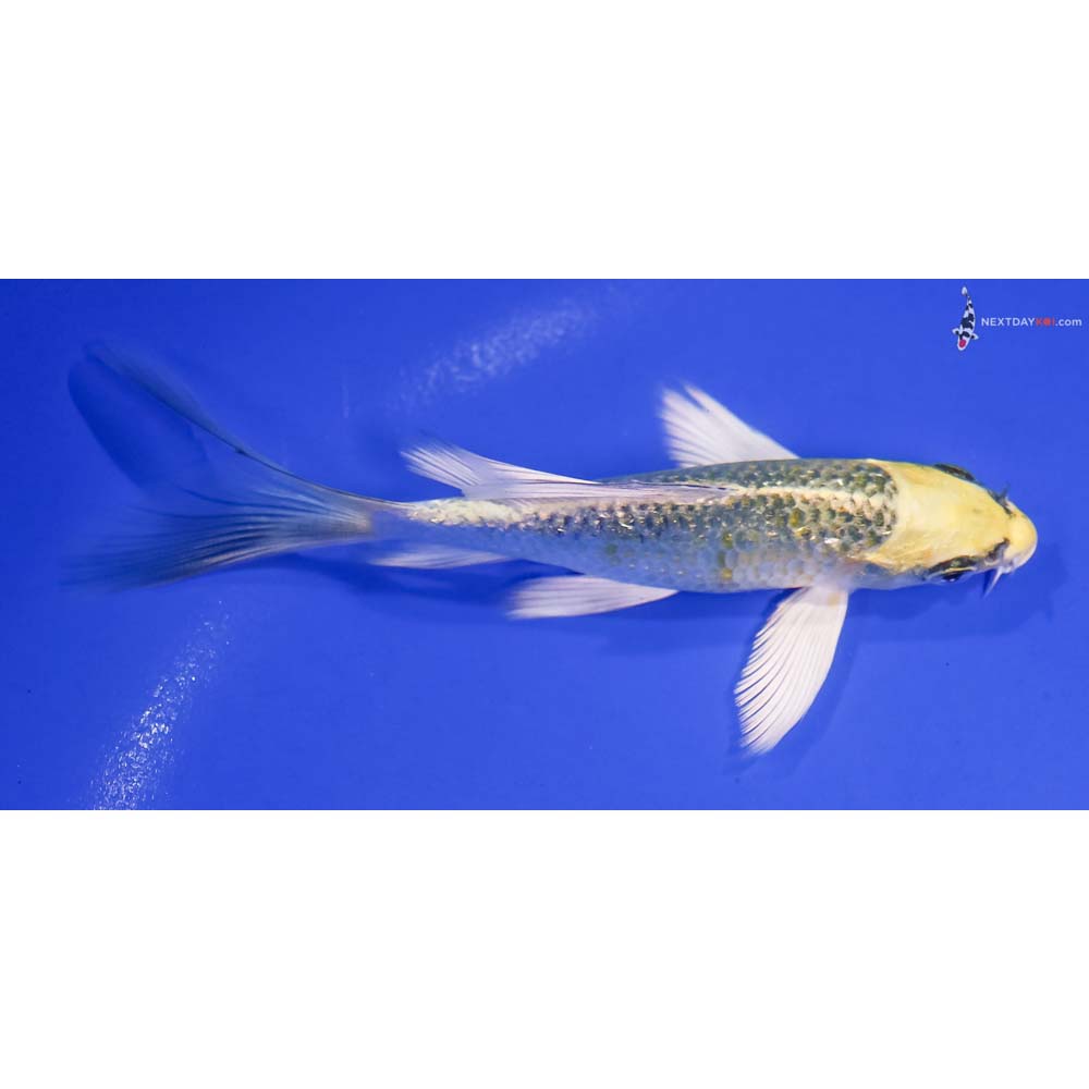 5” Imported Gin Rin Kujaku Butterfly Koi