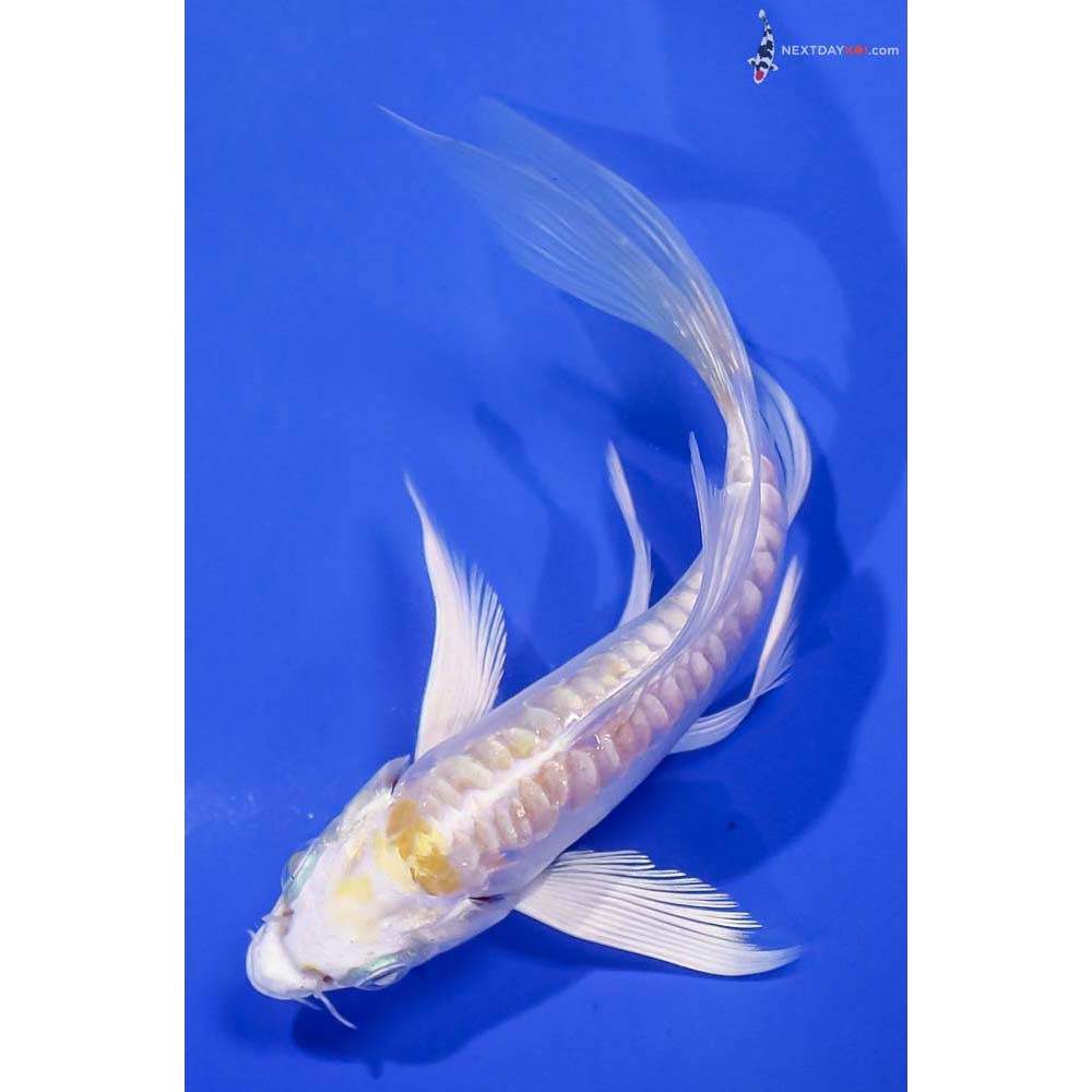 5.5” Imported Doitsu Lemon Hariwake Butterfly Koi