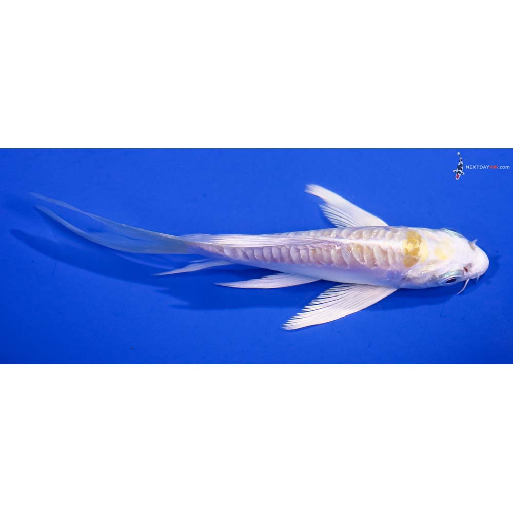 5.5” Imported Doitsu Lemon Hariwake Butterfly Koi