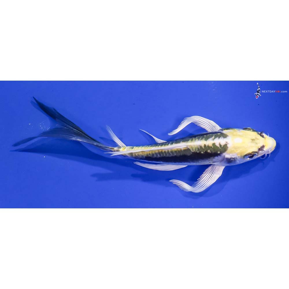 5.5” Imported Kin Kikokuryu Butterfly Koi