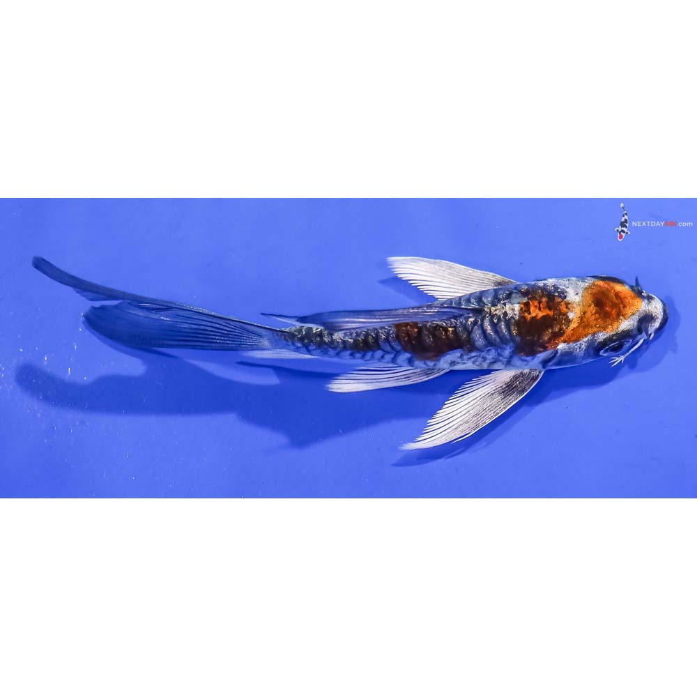 4” Imported Gin Rin Kin Kikokuryu Butterfly Koi