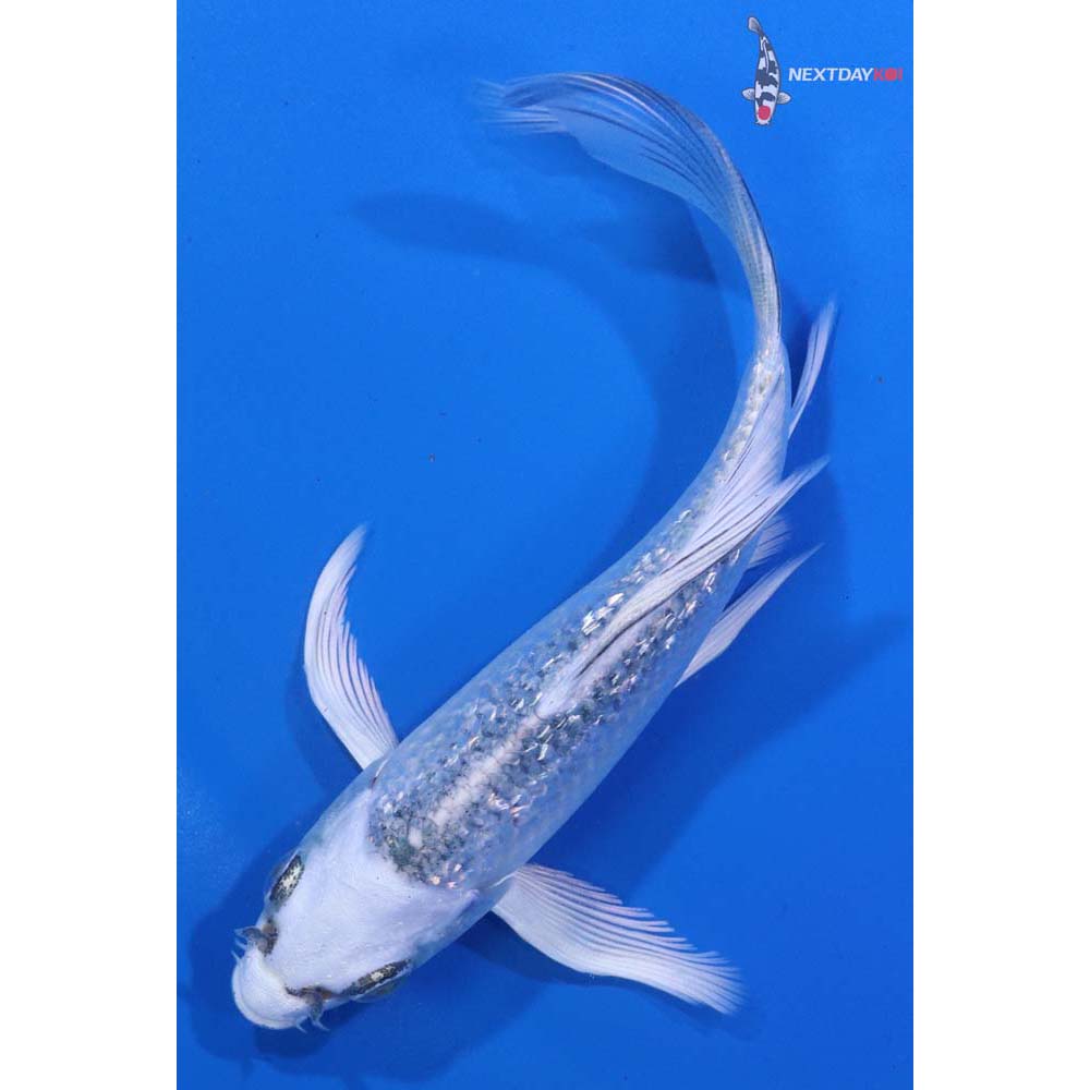 4.5” Imported Gin Rin Gin Matsuba Butterfly Koi