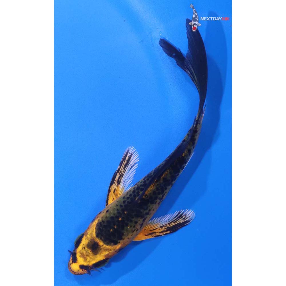 4.5” Imported Orenji Matsuba Butterfly Koi