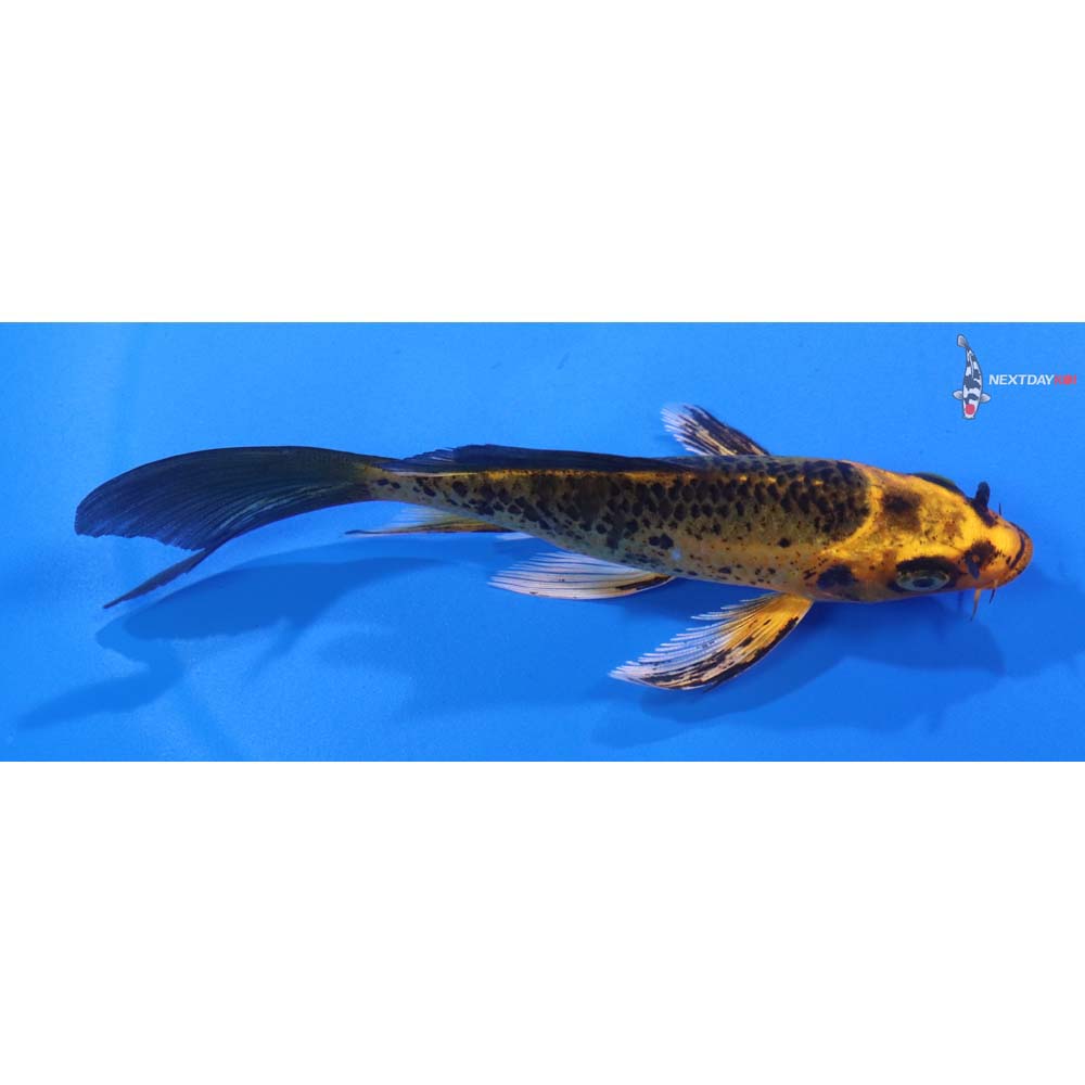 4.5” Imported Orenji Matsuba Butterfly Koi