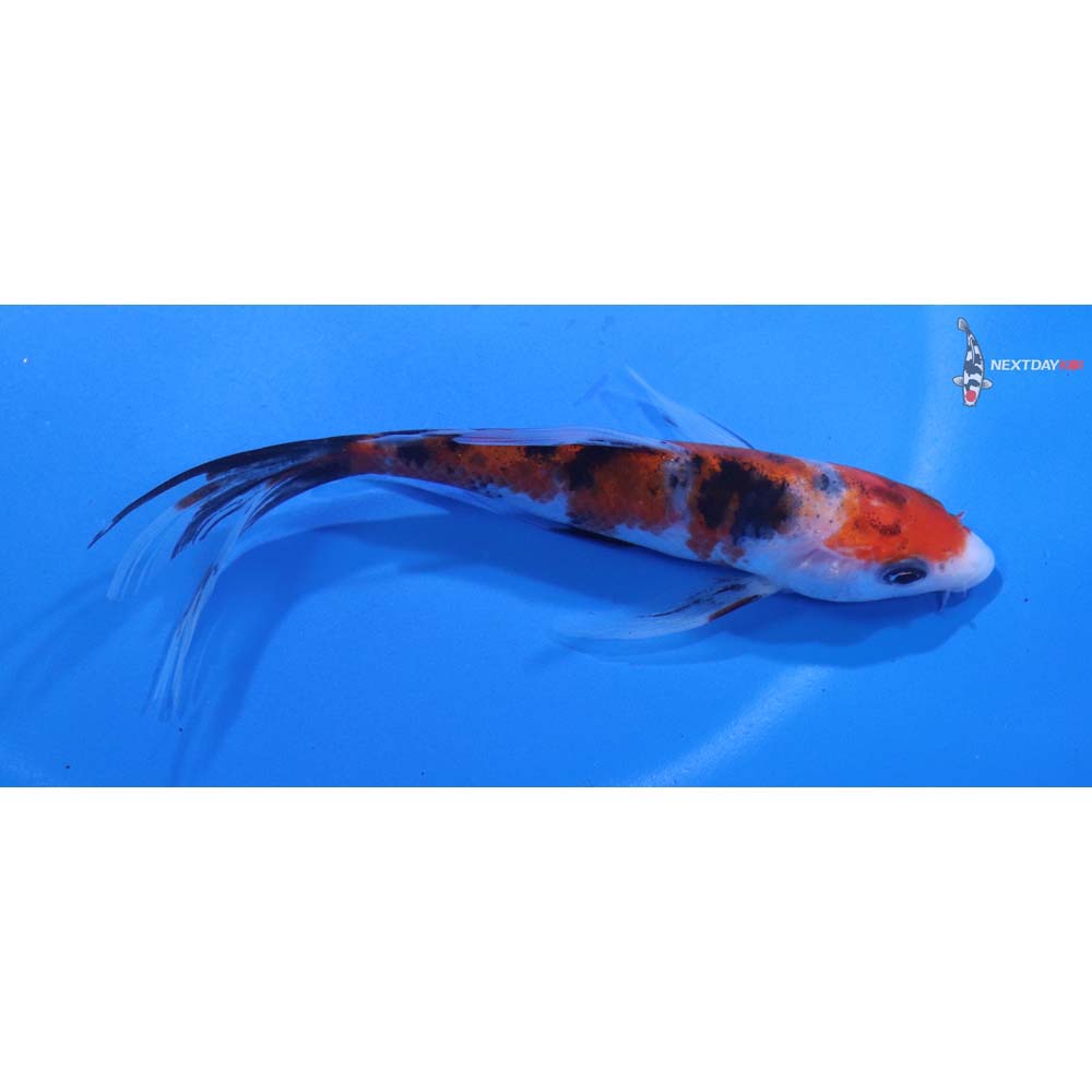 4.5” Imported Sanke Butterfly Koi