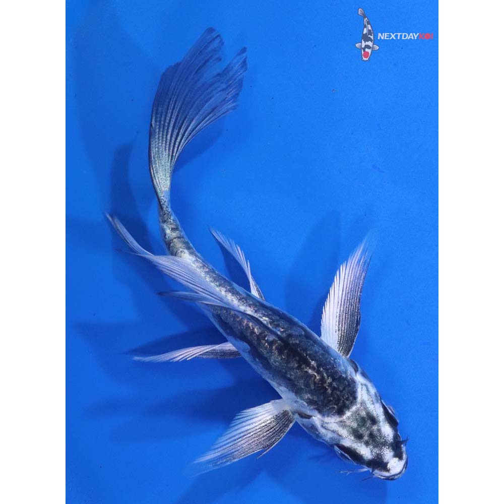 4.5” Imported Kikokuryu Butterfly Koi
