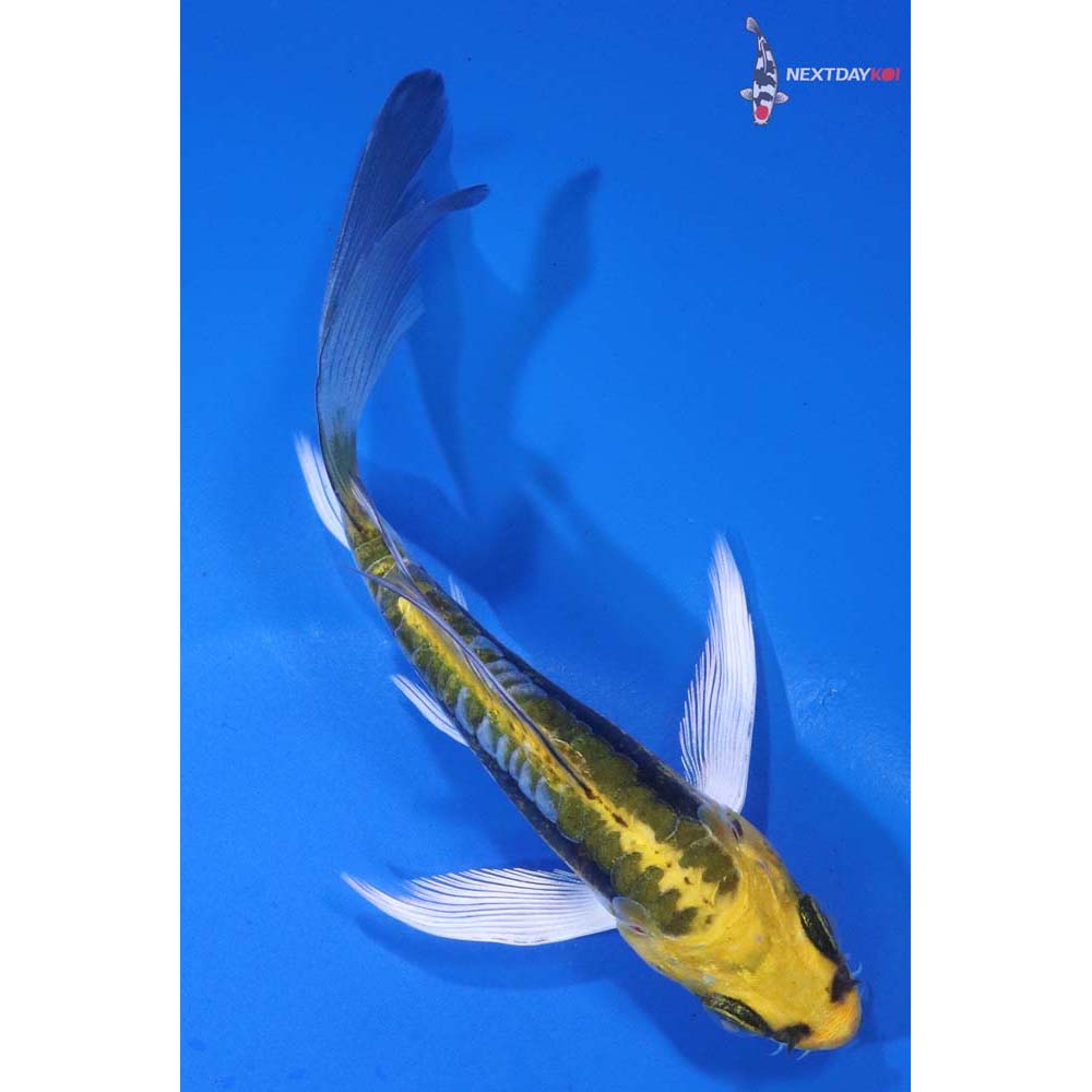 4.5” Imported Kin Kikokuryu Butterfly Koi