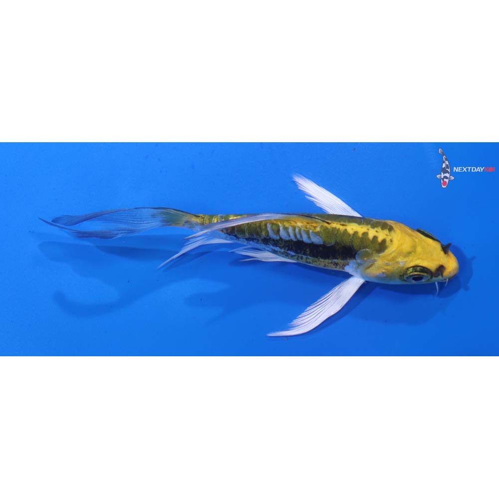 4.5” Imported Kin Kikokuryu Butterfly Koi