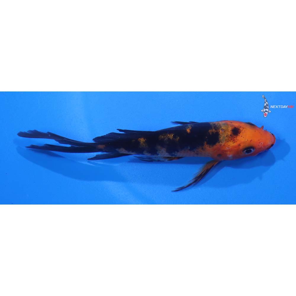 4” Imported Aka Bekko Butterfly Koi