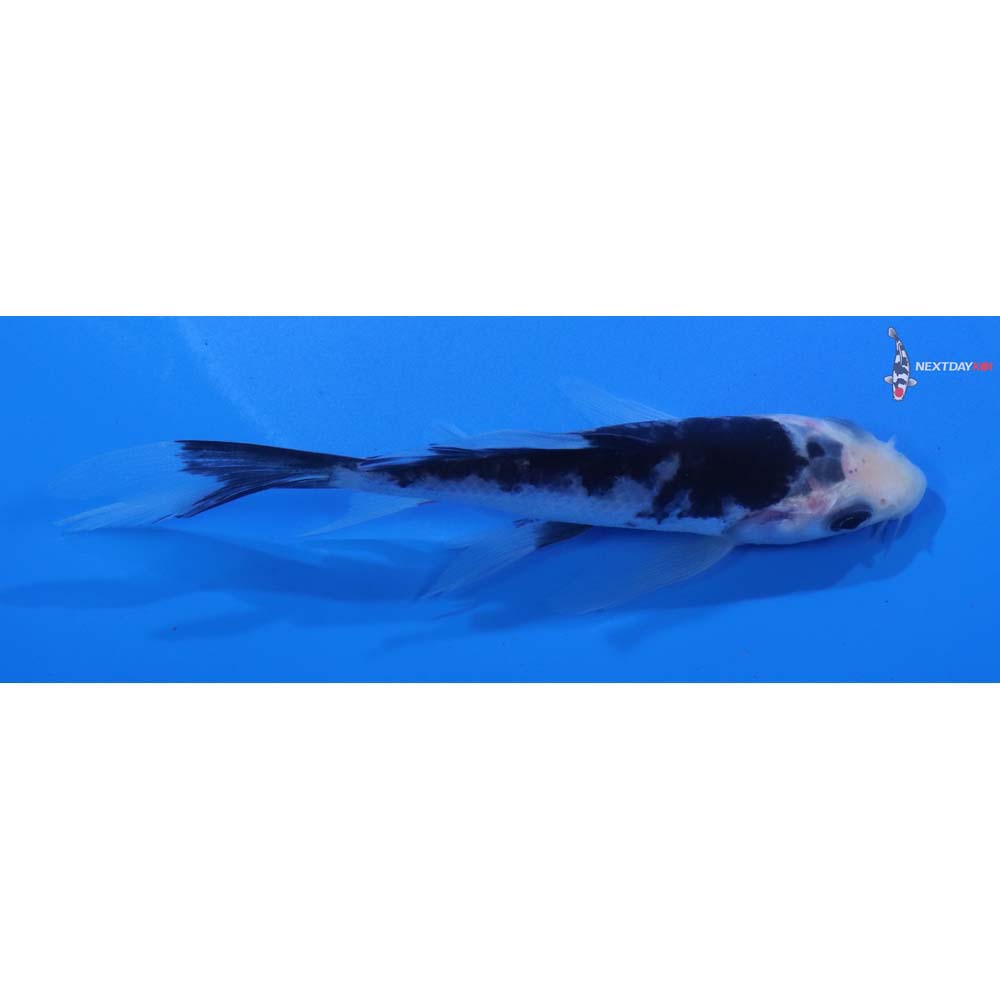 4.5” Imported Matsukawabakke Butterfly Koi
