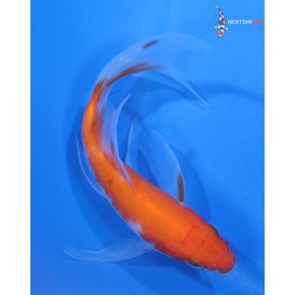 4.5” Imported Kohaku Butterfly Koi