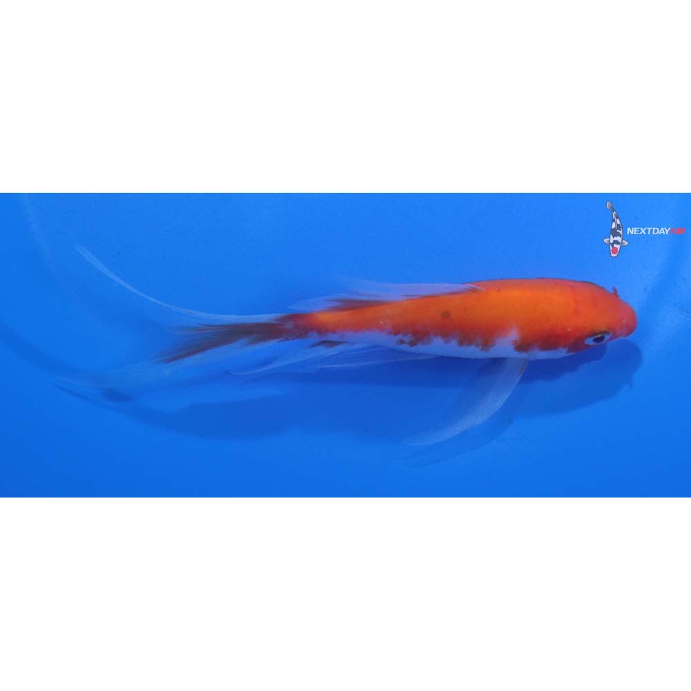 4.5” Imported Kohaku Butterfly Koi