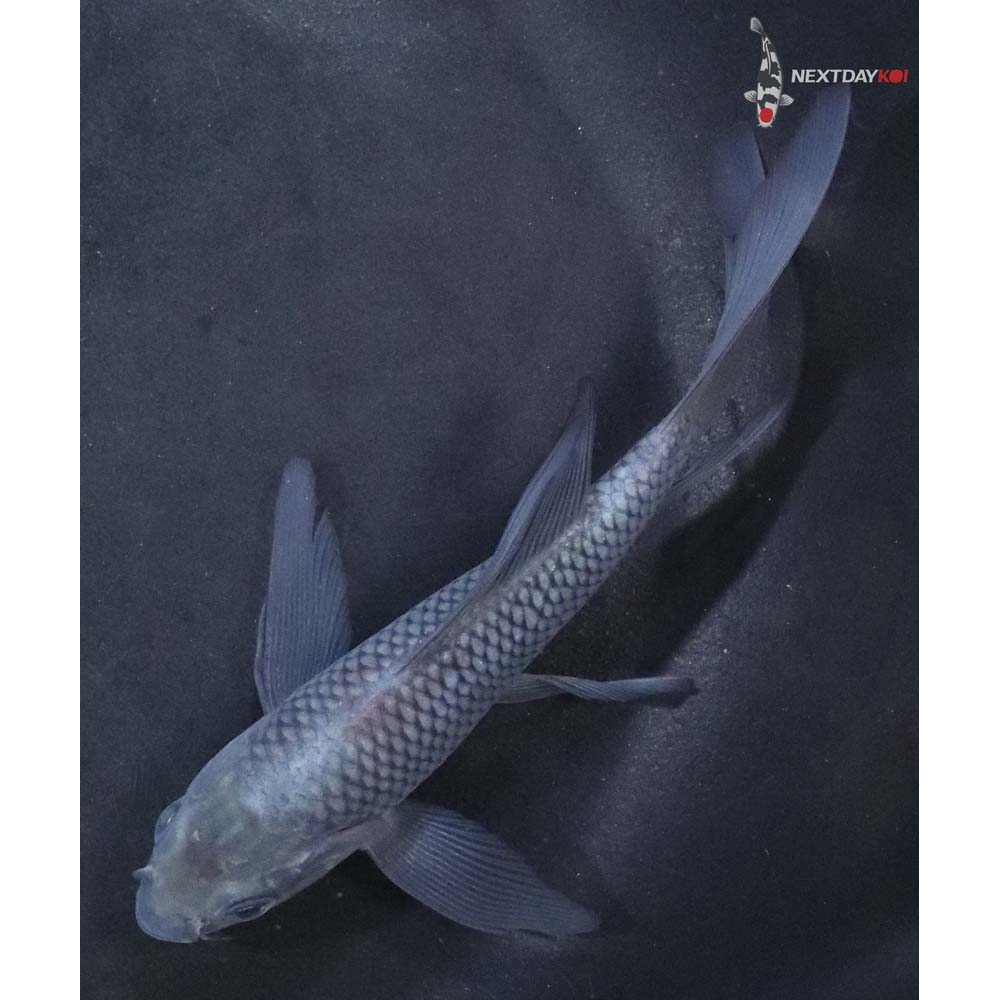 4.5” Imported Soragoi Butterfly Koi