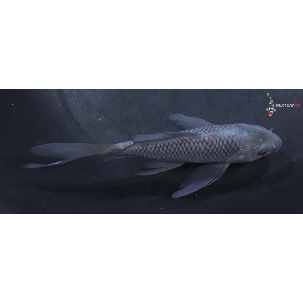 4.5” Imported Soragoi Butterfly Koi