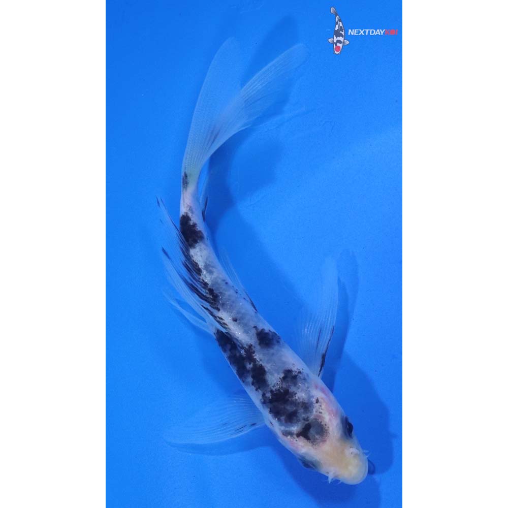 5” Imported Shiro Bekko Butterfly Koi