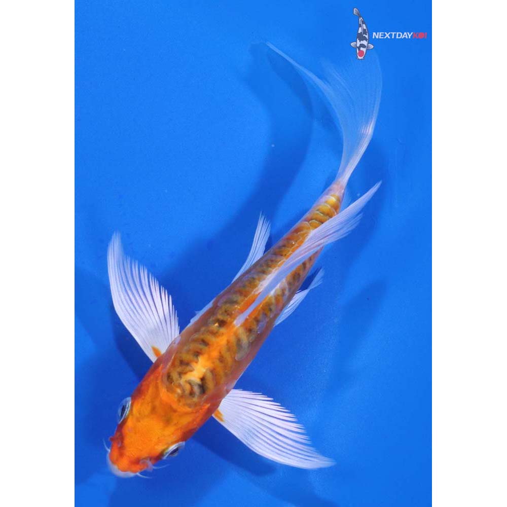 5” Imported Doitsu Kujaku Butterfly Koi