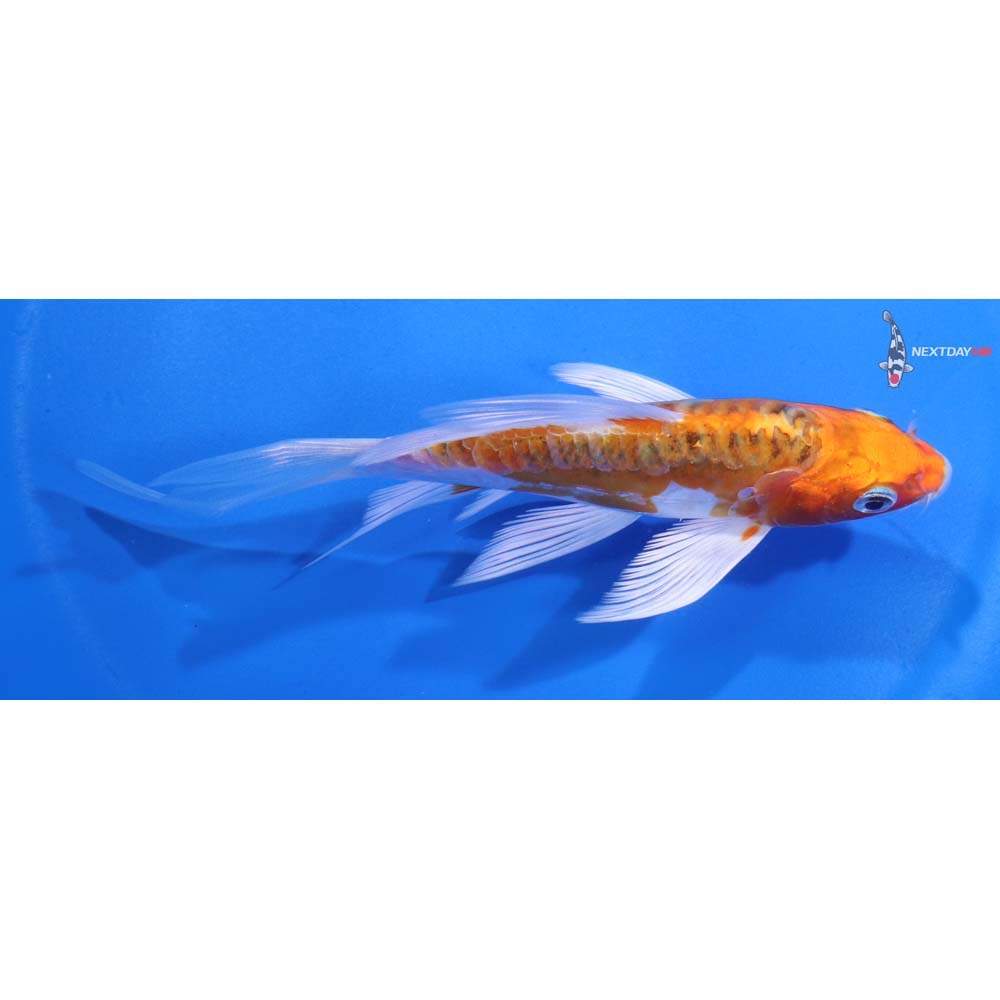 5” Imported Doitsu Kujaku Butterfly Koi