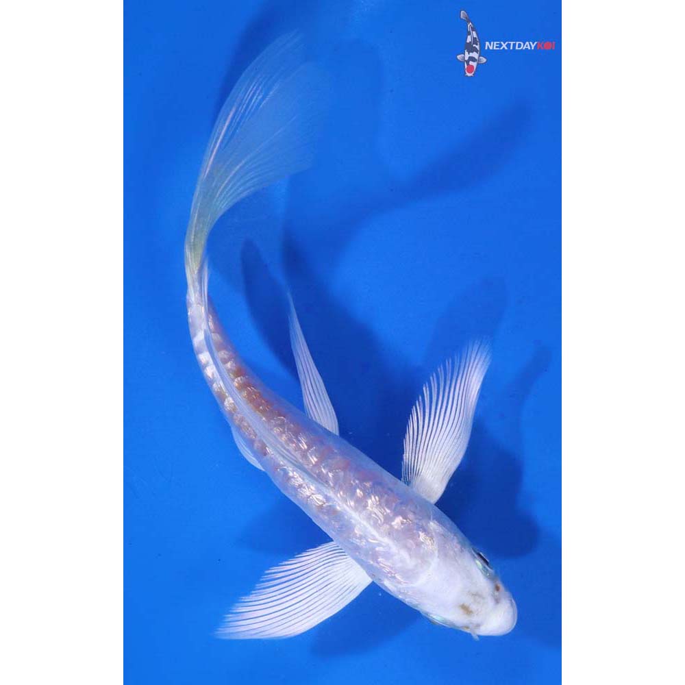 5” Imported Gin Rin Armor Scaled Platinum Ogon Butterfly Koi