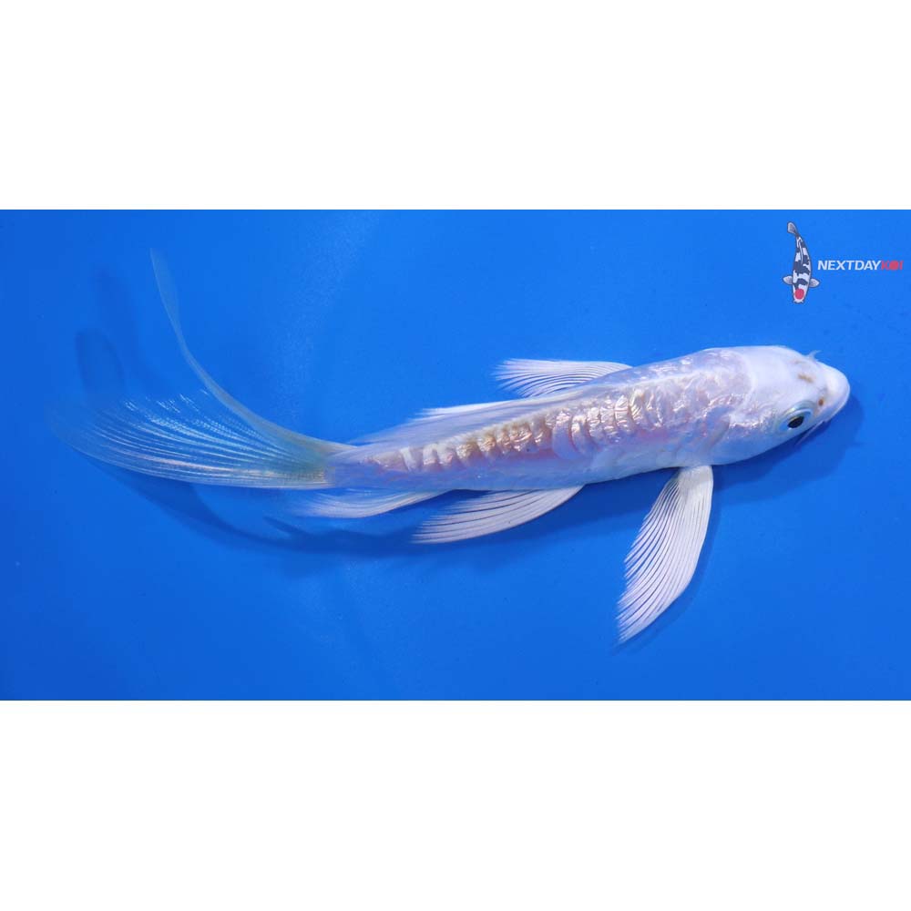 5” Imported Gin Rin Armor Scaled Platinum Ogon Butterfly Koi