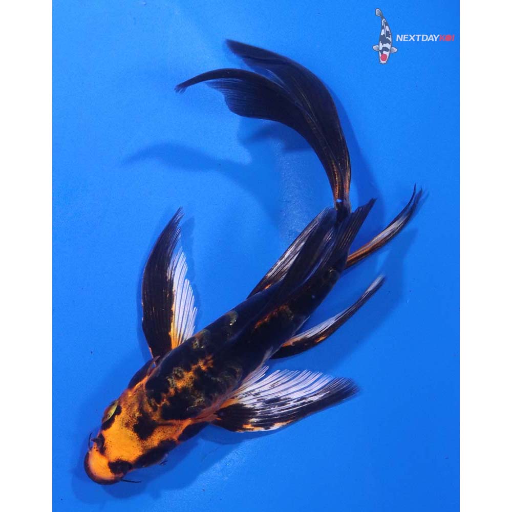 5” Imported Gin Rin Kin Aka Bekko Butterfly Koi