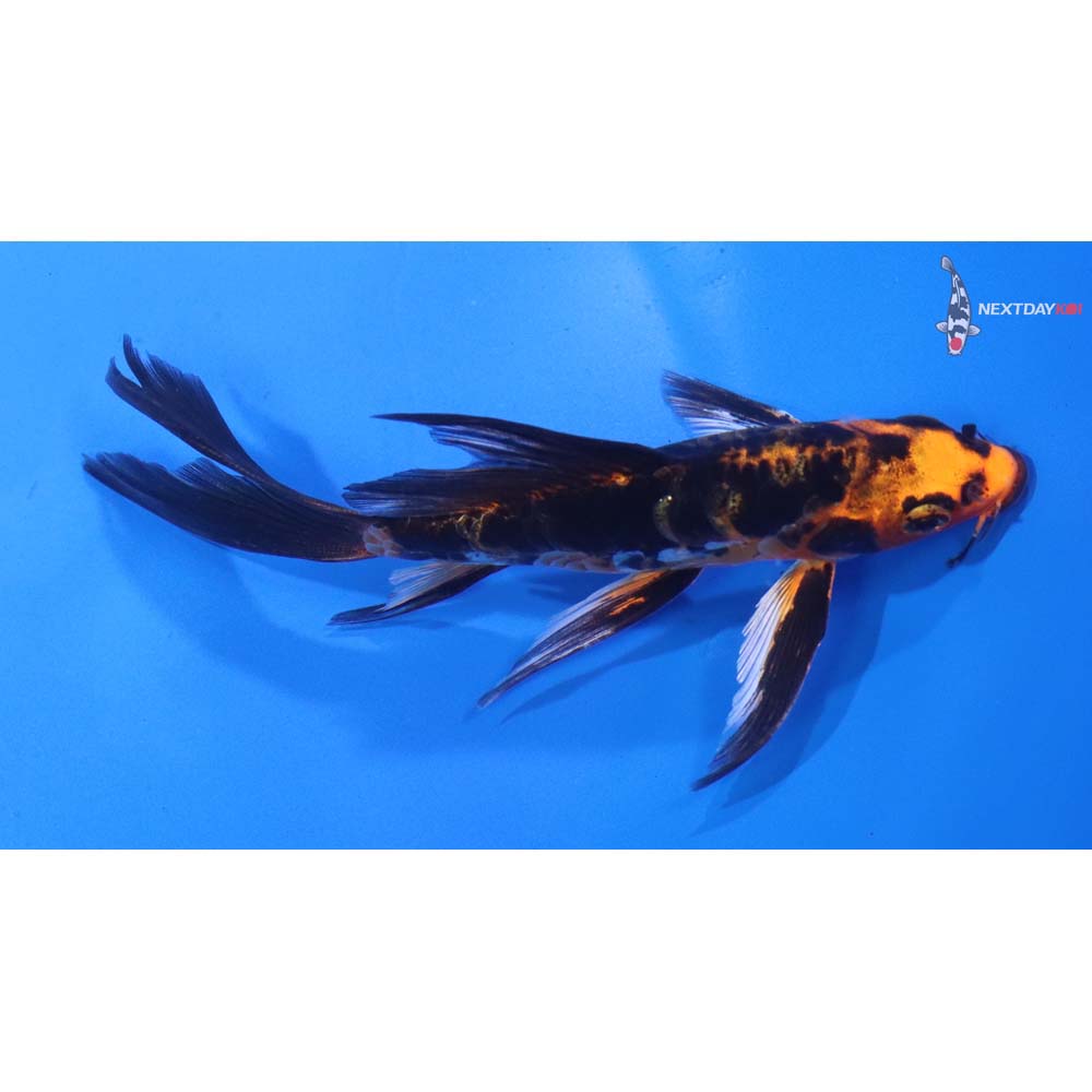 5” Imported Gin Rin Kin Aka Bekko Butterfly Koi