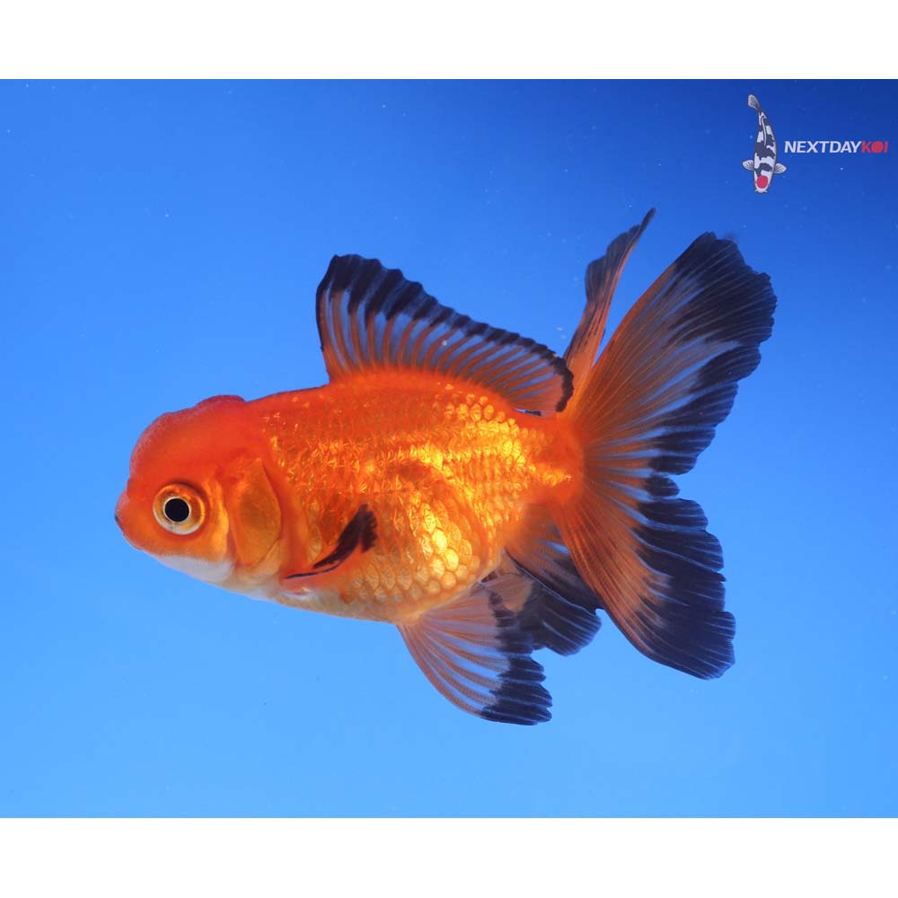 3” Imported Red and Black Oranda
