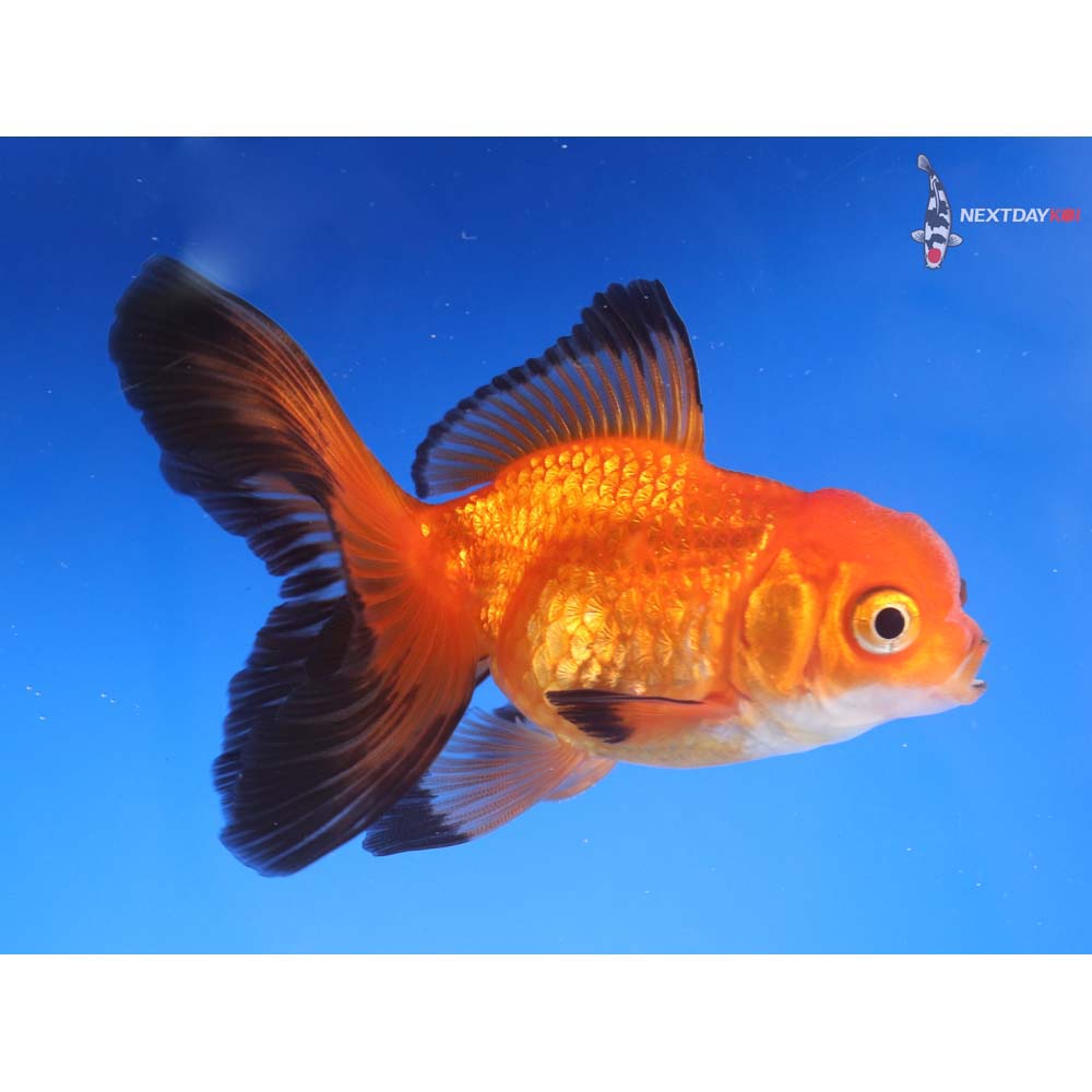3” Imported Red and Black Oranda