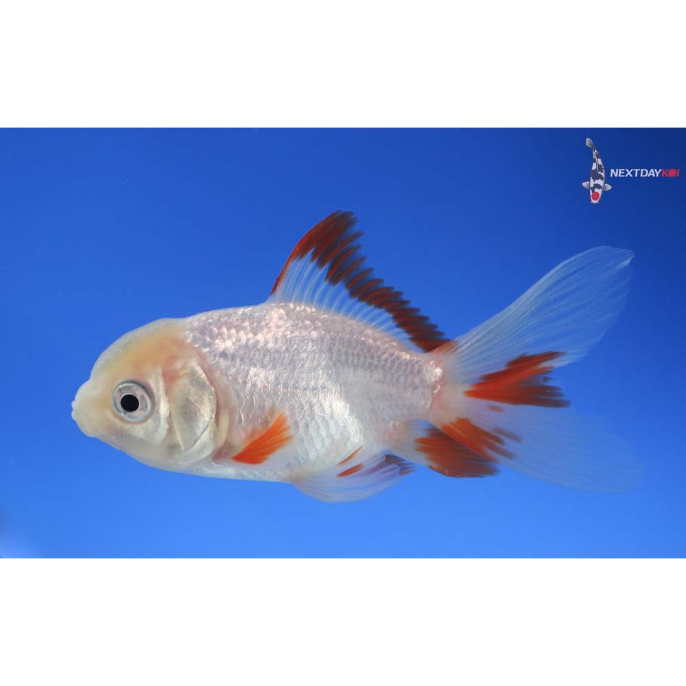 3.5” Imported White Oranda