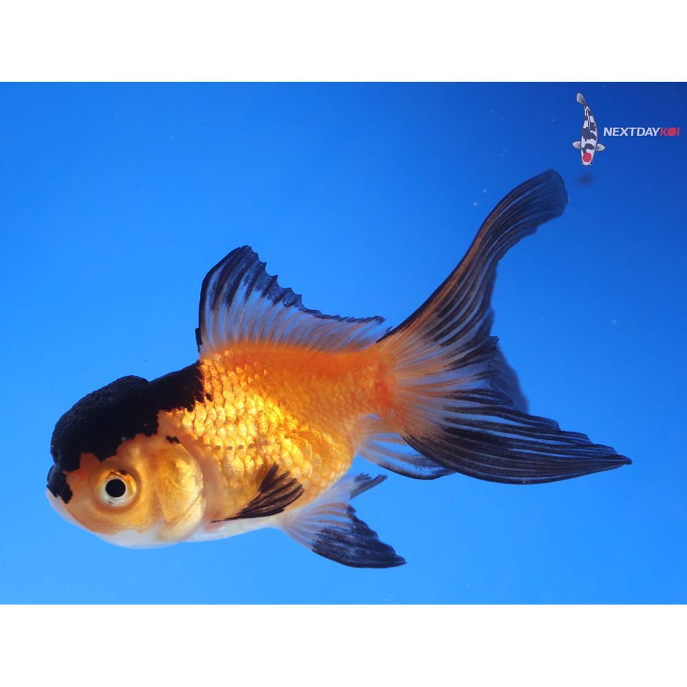 3” Imported Red and Black Oranda