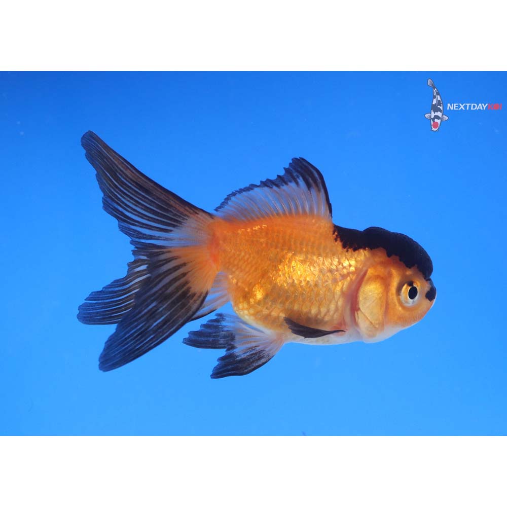 3” Imported Red and Black Oranda