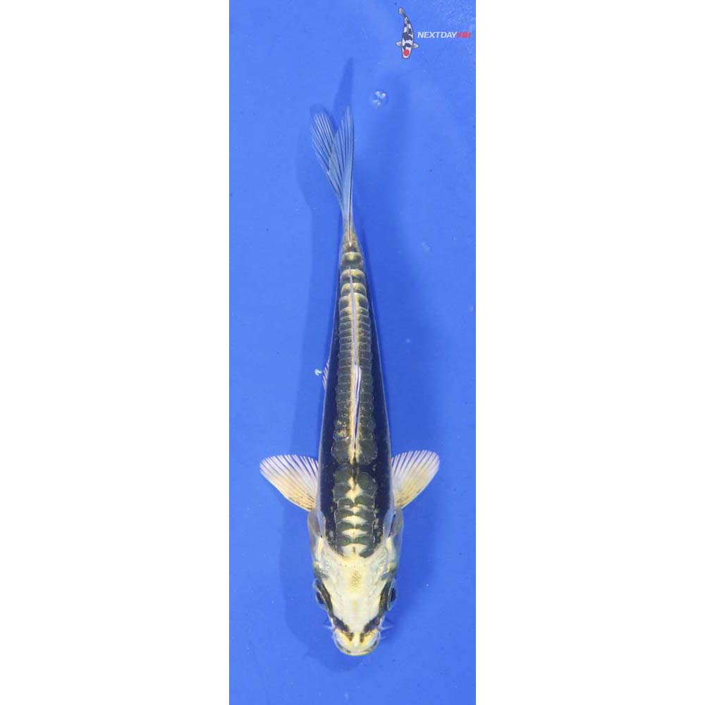 4” Imported Ki Kin Kikokuryu