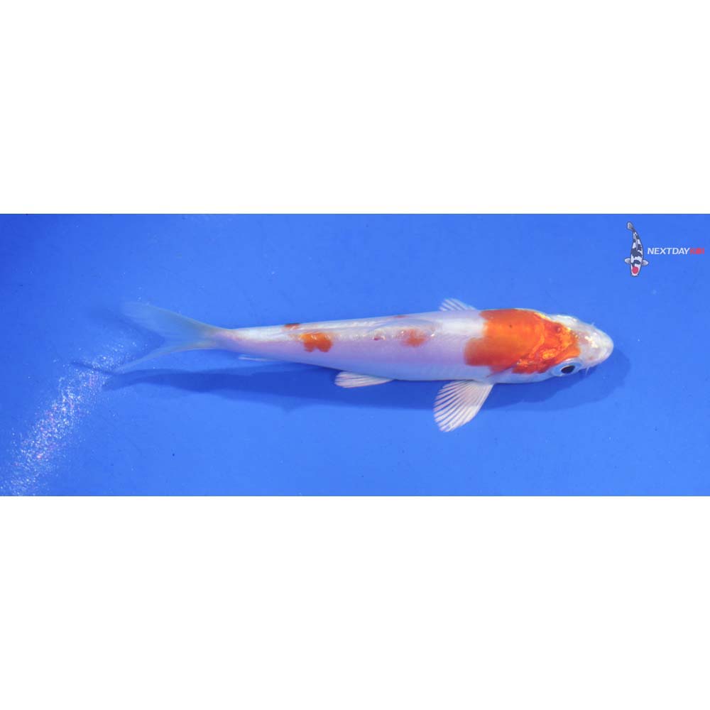 3.5” Imported Kikusui